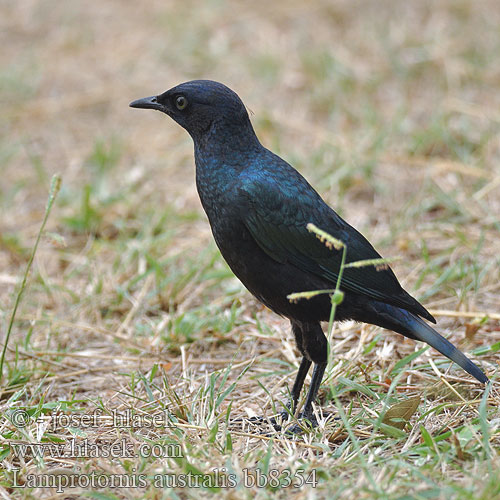 Grote glansspreeuw Storno splendido Burchell Riesenglanzstar Grootglansspreeu Leskoptev jihoafrická Estornino Brillante Burchell コシアカテリムク Blyszczak krepy Estorninho Burchel Lamprotornis australis Burchell's Glossy-Starling Glossy Starling Kæmpeglansstær Raitapyrstökottarainen Choucador Burchell
