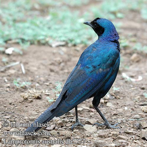 Lamprotornis australis Burchell's Glossy-Starling Glossy Starling Kæmpeglansstær Raitapyrstökottarainen Choucador Burchell Grote glansspreeuw Storno splendido Burchell Riesenglanzstar Grootglansspreeu Leskoptev jihoafrická Estornino Brillante Burchell コシアカテリムク Blyszczak krepy Estorninho Burchel