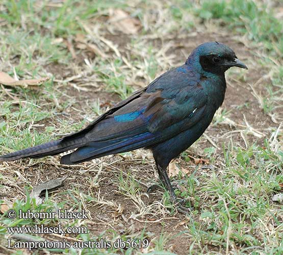 Lamprotornis australis db5619