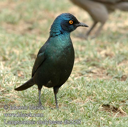 Lamprotornis chalybaeus Greater Blue-eared Starling Blåøret glansstær Groot-blouoorglansspreeu Puistokottarainen Choucador oreillons bleus Groenstaart-glansspreeuw Storno splendido blu maggiore Grünschwanzglanzstar Blyszczak stalowy Škorec kovový Leskoptev kovová Estornino metálico Violettörad glansstare セイキムクドリ Длиннохвостый скворец