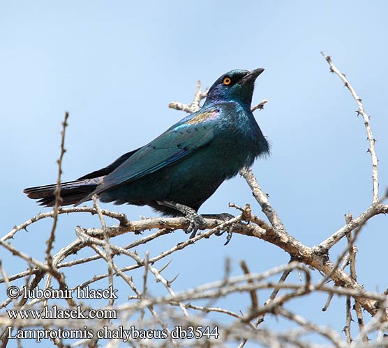 Groot-blouoorglansspreeu Puistokottarainen Choucador oreillons bleus Groenstaart-glansspreeuw Storno splendido blu maggiore Grünschwanzglanzstar Blyszczak stalowy Škorec kovový Leskoptev kovová Estornino metálico Violettörad glansstare セイキムクドリ Длиннохвостый скворец Lamprotornis chalybaeus Greater Blue-eared Starling Blåøret glansstær