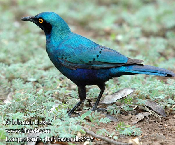 Lamprotornis chalybaeus db5546