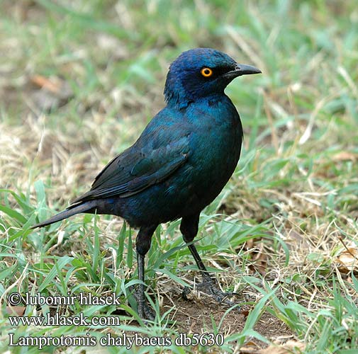 Lamprotornis chalybaeus db5630