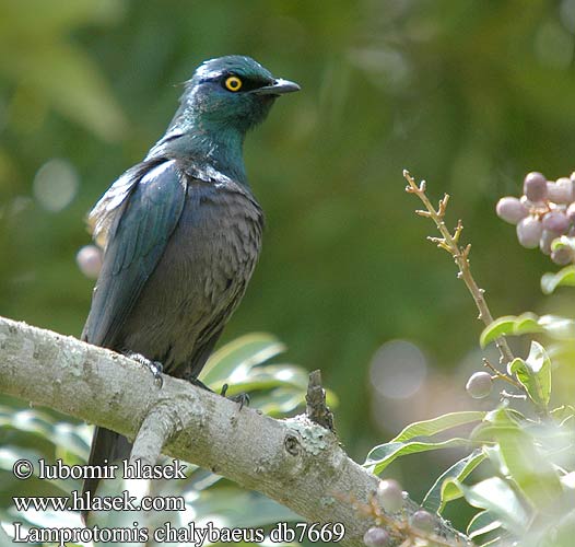 Leskoptev kovová Estornino metálico Violettörad glansstare セイキムクドリ Длиннохвостый скворец Lamprotornis chalybaeus Greater Blue-eared Starling Blåøret glansstær Groot-blouoorglansspreeu Puistokottarainen Choucador oreillons bleus Groenstaart-glansspreeuw Storno splendido blu maggiore Grünschwanzglanzstar Blyszczak stalowy Škorec kovový