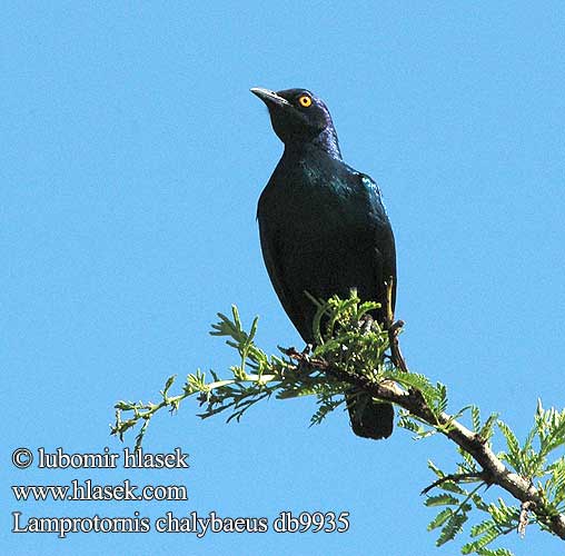 Длиннохвостый скворец Lamprotornis chalybaeus Greater Blue-eared Starling Blåøret glansstær Groot-blouoorglansspreeu Puistokottarainen Choucador oreillons bleus Groenstaart-glansspreeuw Storno splendido blu maggiore Grünschwanzglanzstar Blyszczak stalowy Škorec kovový Leskoptev kovová Estornino metálico Violettörad glansstare セイキムクドリ