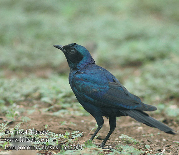 Lamprotornis mevesii Meves' Meves's Glossy-Starling Longtailed Starling Mopaneglansstær Choucador Meves Meves-glansspreeuw Meve's langstaartglansspreeuw Storno splendido Meves Meves-Glanzstar Langschwänziger Star Blyszczak ciemny Leskoptev baobabová Langstertglansspreeu Estornino Brillante Meve  シマオオナガテリムク Estorninho-rabilongo