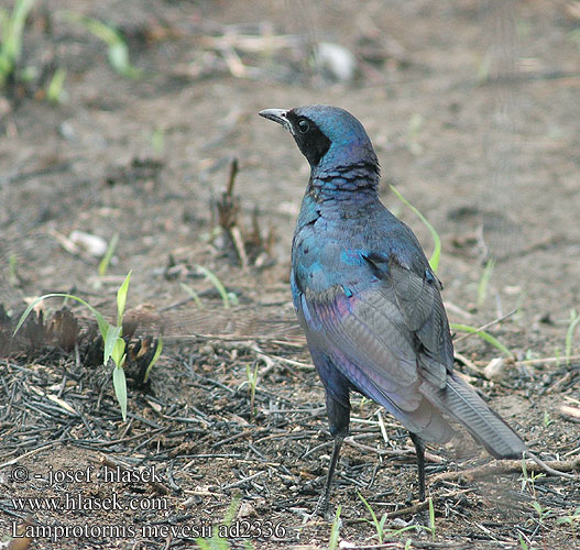 Lamprotornis mevesii ad2336