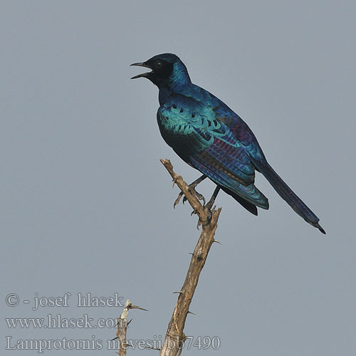 Lamprotornis mevesii bb7490