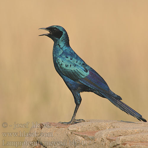 Blyszczak ciemny Leskoptev baobabová Langstertglansspreeu Estornino Brillante Meve  シマオオナガテリムク Estorninho-rabilongo Lamprotornis mevesii Meves' Meves's Glossy-Starling Longtailed Starling Mopaneglansstær Choucador Meves Meves-glansspreeuw Meve's langstaartglansspreeuw Storno splendido Meves Meves-Glanzstar Langschwänziger Star