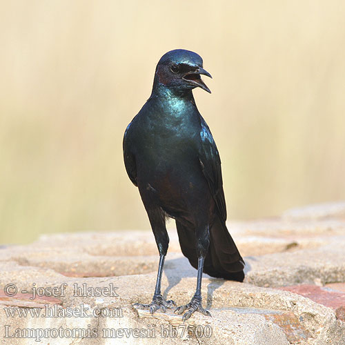 Estornino Brillante Meve  シマオオナガテリムク Estorninho-rabilongo Lamprotornis mevesii Meves' Meves's Glossy-Starling Longtailed Starling Mopaneglansstær Choucador Meves Meves-glansspreeuw Meve's langstaartglansspreeuw Storno splendido Meves Meves-Glanzstar Langschwänziger Star Blyszczak ciemny Leskoptev baobabová Langstertglansspreeu