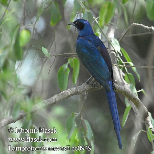 Lamprotornis mevesii ee0949