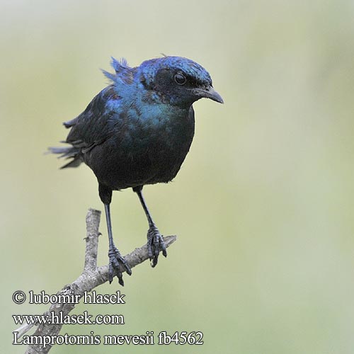 Leskoptev baobabová Langstertglansspreeu Estornino Brillante Meve  シマオオナガテリムク Estorninho-rabilongo Lamprotornis mevesii Meves' Meves's Glossy-Starling Longtailed Starling Mopaneglansstær Choucador Meves Meves-glansspreeuw Meve's langstaartglansspreeuw Storno splendido Meves Meves-Glanzstar Langschwänziger Star Blyszczak ciemny