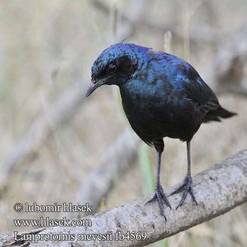 Langstertglansspreeu Estornino Brillante Meve  シマオオナガテリムク Estorninho-rabilongo Lamprotornis mevesii Meves' Meves's Glossy-Starling Longtailed Starling Mopaneglansstær Choucador Meves Meves-glansspreeuw Meve's langstaartglansspreeuw Storno splendido Meves Meves-Glanzstar Langschwänziger Star Blyszczak ciemny Leskoptev baobabová