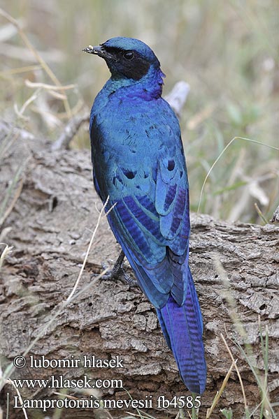 シマオオナガテリムク Estorninho-rabilongo Lamprotornis mevesii Meves' Meves's Glossy-Starling Longtailed Starling Mopaneglansstær Choucador Meves Meves-glansspreeuw Meve's langstaartglansspreeuw Storno splendido Meves Meves-Glanzstar Langschwänziger Star Blyszczak ciemny Leskoptev baobabová Langstertglansspreeu Estornino Brillante Meve