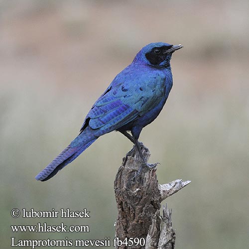 Estorninho-rabilongo Lamprotornis mevesii Meves' Meves's Glossy-Starling Longtailed Starling Mopaneglansstær Choucador Meves Meves-glansspreeuw Meve's langstaartglansspreeuw Storno splendido Meves Meves-Glanzstar Langschwänziger Star Blyszczak ciemny Leskoptev baobabová Langstertglansspreeu Estornino Brillante Meve シマオオナガテリムク