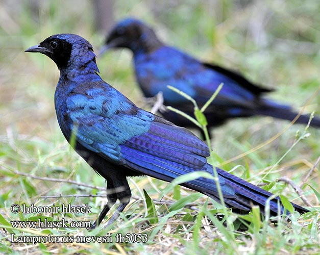 Lamprotornis mevesii Meves' Meves's Glossy-Starling Longtailed Starling