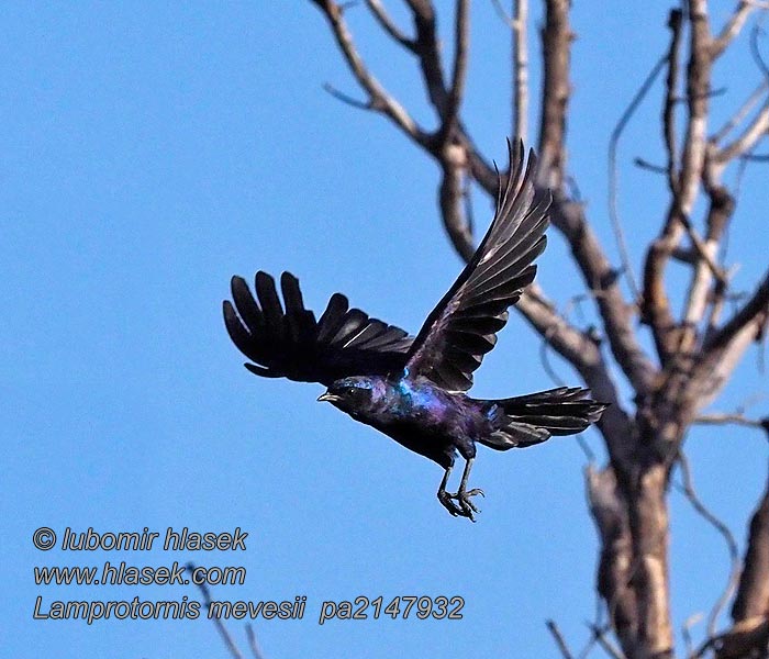 Lamprotornis mevesii