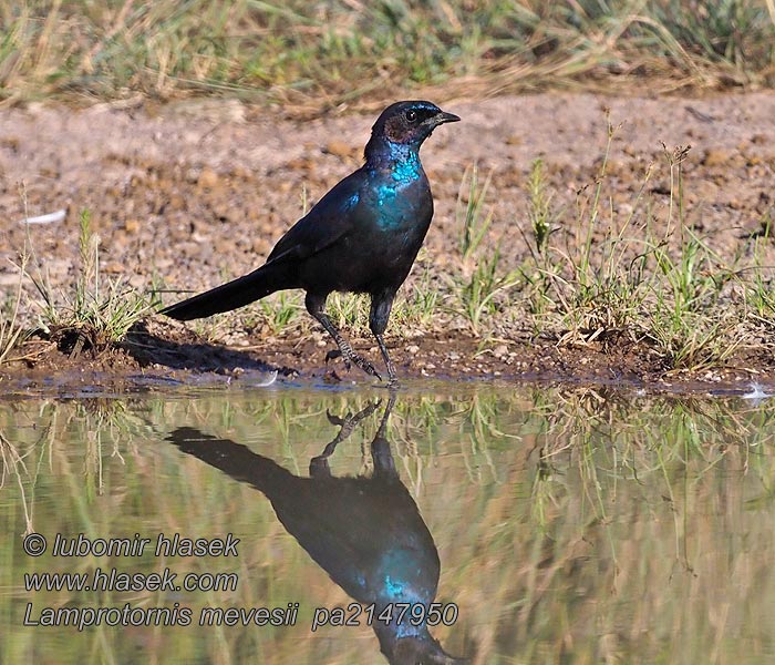 Lamprotornis mevesii