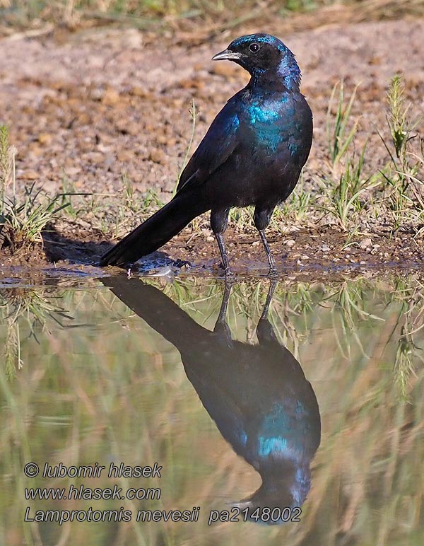 Lamprotornis mevesii