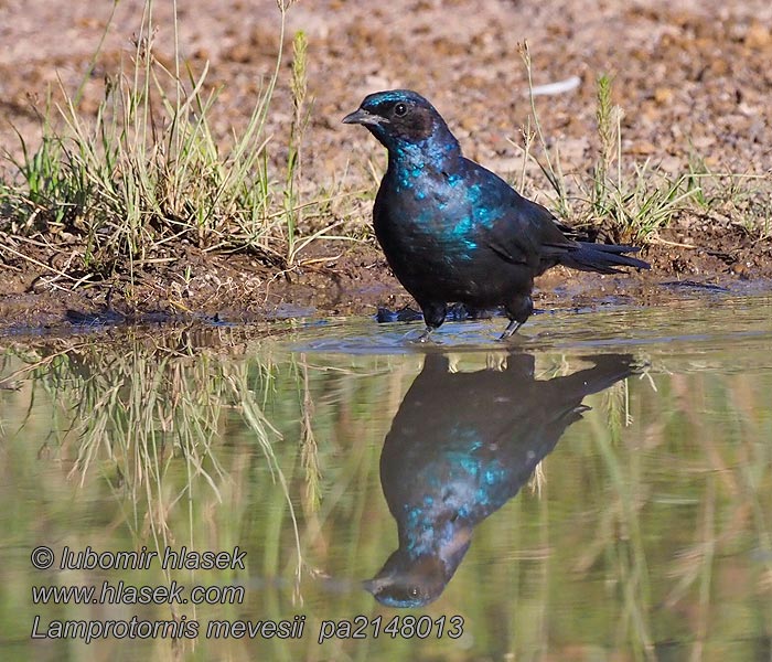 Lamprotornis mevesii