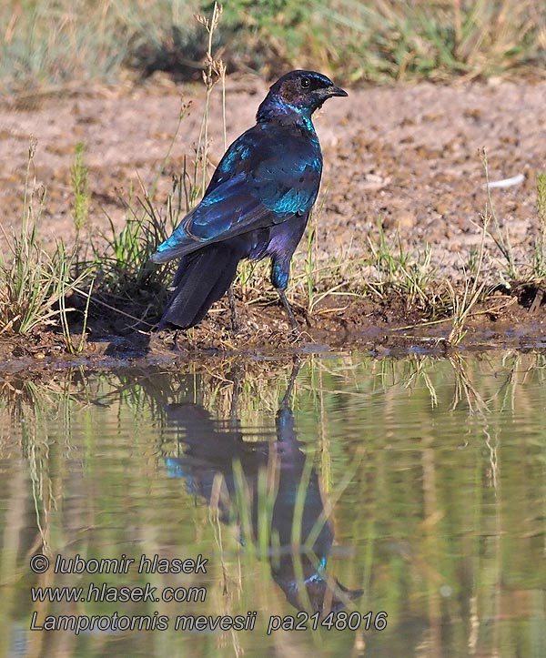 Lamprotornis mevesii