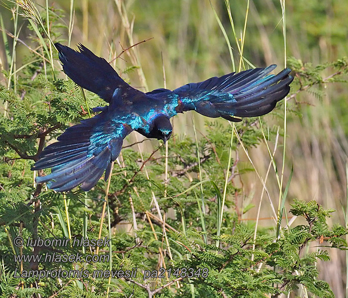 Lamprotornis mevesii