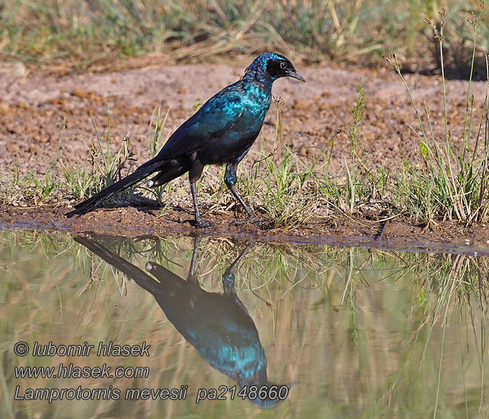 Lamprotornis mevesii