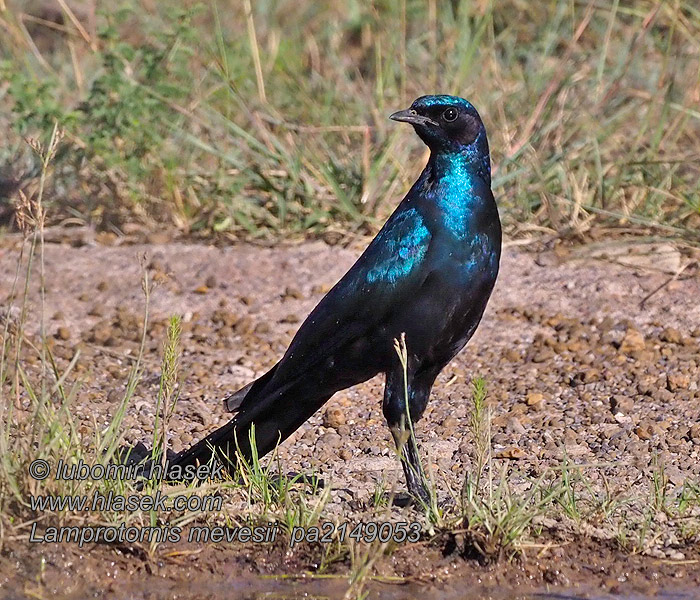 Lamprotornis mevesii