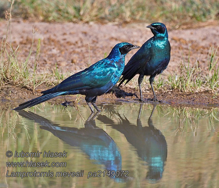 Lamprotornis mevesii