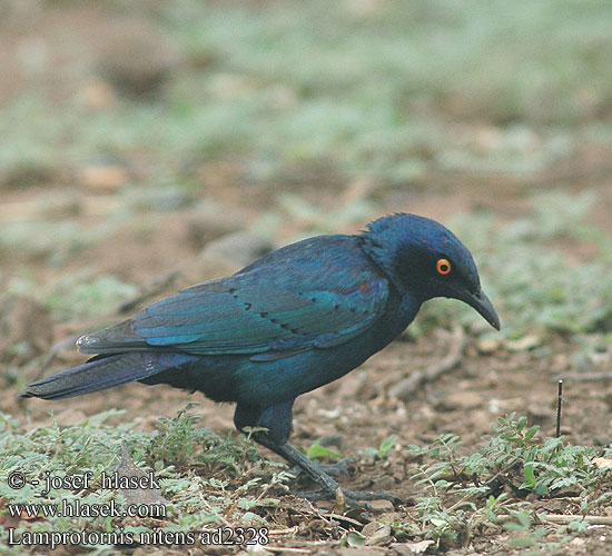 Lamprotornis nitens Cape Glossy-Starling Red-shouldered Rødskuldret Glansstær Loistokottaraiset Choucador épaulettes rouges Roodschouder Glans spreeuw Storno Splendente Capo splendido alirosse Rotschulter Glanzstar Blyszczak lsniacy Mirlo metálico Cabo Glansstare glansstaer Kleinglansspreeu アカガタテリムク Leskoptev savanová