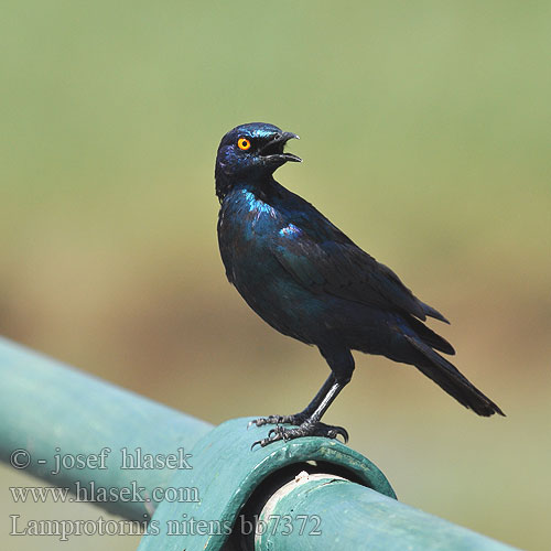 Lamprotornis nitens bb7372