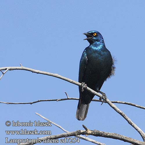 Rotschulter Glanzstar Blyszczak lsniacy Mirlo metálico Cabo Glansstare glansstaer Kleinglansspreeu アカガタテリムク Leskoptev savanová Lamprotornis nitens Cape Glossy-Starling Red-shouldered Rødskuldret Glansstær Loistokottaraiset Choucador épaulettes rouges Roodschouder Glans spreeuw Storno Splendente Capo splendido alirosse