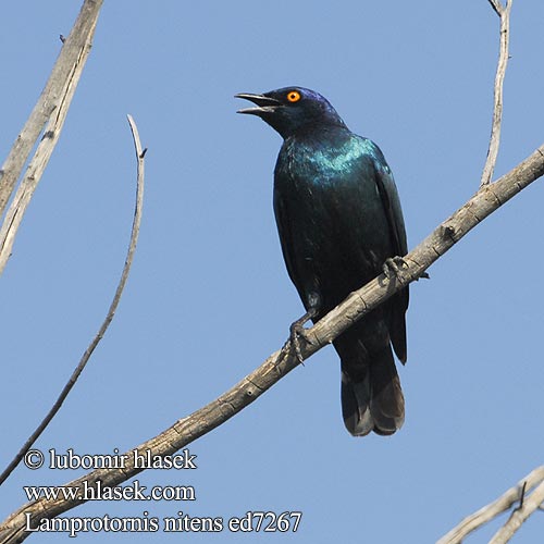 Glansstare glansstaer Kleinglansspreeu アカガタテリムク Leskoptev savanová Lamprotornis nitens Cape Glossy-Starling Red-shouldered Rødskuldret Glansstær Loistokottaraiset Choucador épaulettes rouges Roodschouder Glans spreeuw Storno Splendente Capo splendido alirosse Rotschulter Glanzstar Blyszczak lsniacy Mirlo metálico Cabo