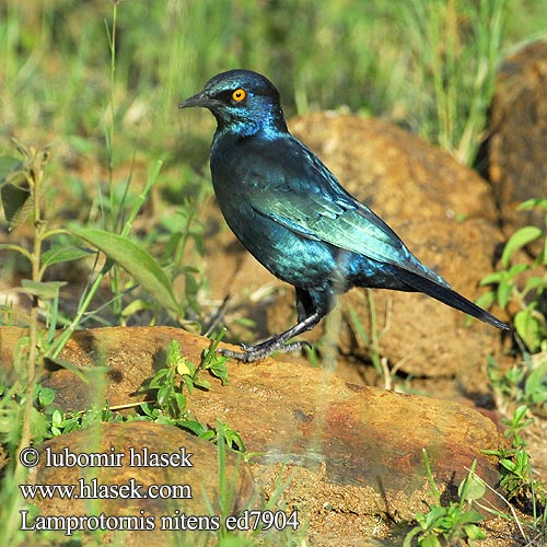 Leskoptev savanová Lamprotornis nitens Cape Glossy-Starling Red-shouldered Rødskuldret Glansstær Loistokottaraiset Choucador épaulettes rouges Roodschouder Glans spreeuw Storno Splendente Capo splendido alirosse Rotschulter Glanzstar Blyszczak lsniacy Mirlo metálico Cabo Glansstare glansstaer Kleinglansspreeu アカガタテリムク