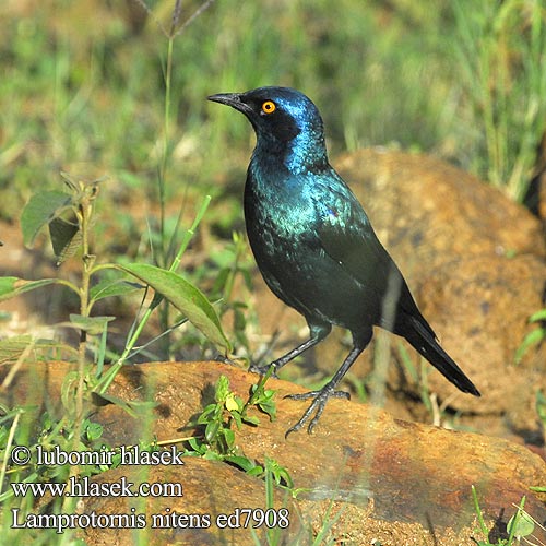 Cape Glossy-Starling Red-shouldered Rødskuldret Glansstær Loistokottaraiset Choucador épaulettes rouges Roodschouder Glans spreeuw Storno Splendente Capo splendido alirosse Rotschulter Glanzstar Blyszczak lsniacy Mirlo metálico Cabo Glansstare glansstaer Kleinglansspreeu アカガタテリムク Leskoptev savanová Lamprotornis nitens