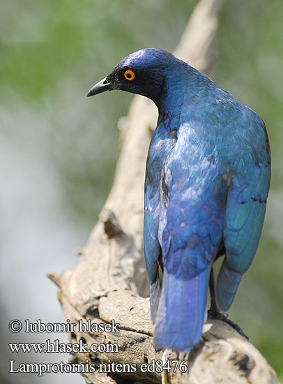 Loistokottaraiset Choucador épaulettes rouges Roodschouder Glans spreeuw Storno Splendente Capo splendido alirosse Rotschulter Glanzstar Blyszczak lsniacy Mirlo metálico Cabo Glansstare glansstaer Kleinglansspreeu アカガタテリムク Leskoptev savanová Lamprotornis nitens Cape Glossy-Starling Red-shouldered Rødskuldret Glansstær