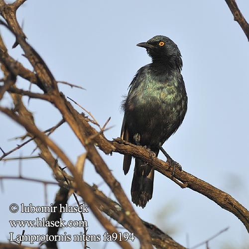 Lamprotornis nitens fa9194