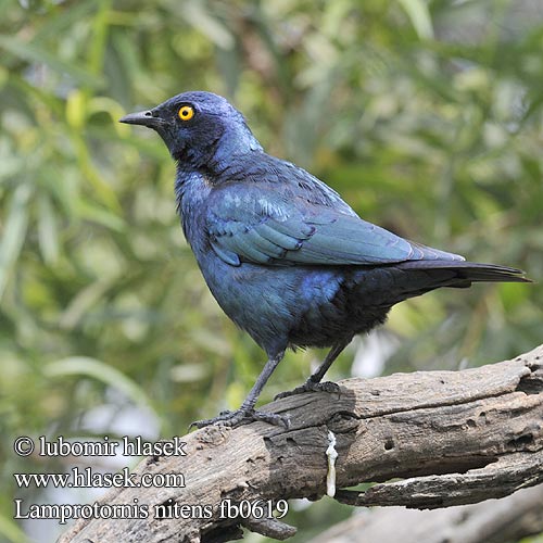 Storno Splendente Capo splendido alirosse Rotschulter Glanzstar Blyszczak lsniacy Mirlo metálico Cabo Glansstare glansstaer Kleinglansspreeu アカガタテリムク Leskoptev savanová Lamprotornis nitens Cape Glossy-Starling Red-shouldered Rødskuldret Glansstær Loistokottaraiset Choucador épaulettes rouges Roodschouder Glans spreeuw