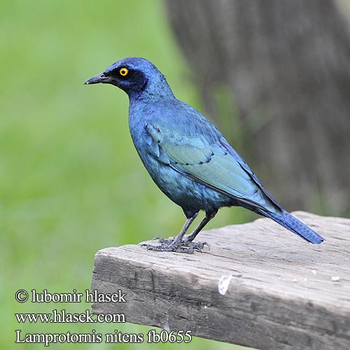 Rotschulter Glanzstar Blyszczak lsniacy Mirlo metálico Cabo Glansstare glansstaer Kleinglansspreeu アカガタテリムク Leskoptev savanová Lamprotornis nitens Cape Glossy-Starling Red-shouldered Rødskuldret Glansstær Loistokottaraiset Choucador épaulettes rouges Roodschouder Glans spreeuw Storno Splendente Capo splendido alirosse