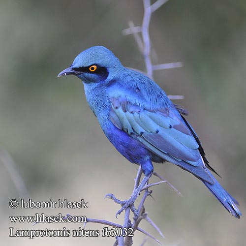 Blyszczak lsniacy Mirlo metálico Cabo Glansstare glansstaer Kleinglansspreeu アカガタテリムク Leskoptev savanová Lamprotornis nitens Cape Glossy-Starling Red-shouldered Rødskuldret Glansstær Loistokottaraiset Choucador épaulettes rouges Roodschouder Glans spreeuw Storno Splendente Capo splendido alirosse Rotschulter Glanzstar