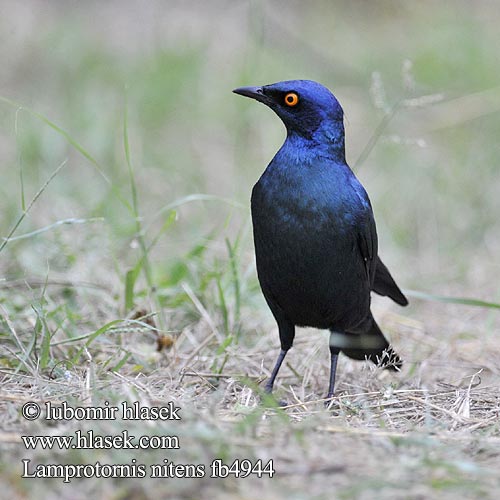 Mirlo metálico Cabo Glansstare glansstaer Kleinglansspreeu アカガタテリムク Leskoptev savanová Lamprotornis nitens Cape Glossy-Starling Red-shouldered Rødskuldret Glansstær Loistokottaraiset Choucador épaulettes rouges Roodschouder Glans spreeuw Storno Splendente Capo splendido alirosse Rotschulter Glanzstar Blyszczak lsniac