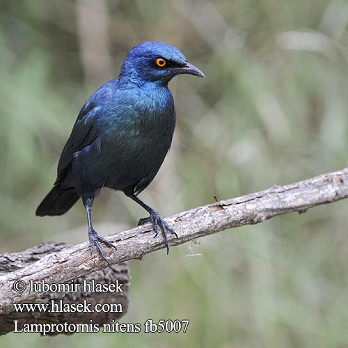 Glansstare glansstaer Kleinglansspreeu アカガタテリムク Leskoptev savanová Lamprotornis nitens Cape Glossy-Starling Red-shouldered Rødskuldret Glansstær Loistokottaraiset Choucador épaulettes rouges Roodschouder Glans spreeuw Storno Splendente Capo splendido alirosse Rotschulter Glanzstar Blyszczak lsniac Mirlo metálico Cabo