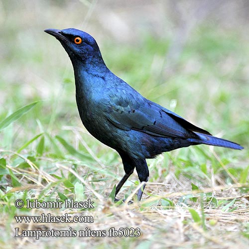 Kleinglansspreeu アカガタテリムク Leskoptev savanová Lamprotornis nitens Cape Glossy-Starling Red-shouldered Rødskuldret Glansstær Loistokottaraiset Choucador épaulettes rouges Roodschouder Glans spreeuw Storno Splendente Capo splendido alirosse Rotschulter Glanzstar Blyszczak lsniac Mirlo metálico Cabo Glansstare glansstaer