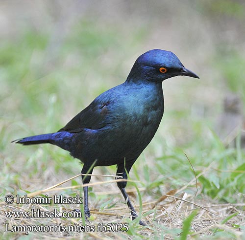 アカガタテリムク Leskoptev savanová Lamprotornis nitens Cape Glossy-Starling Red-shouldered Rødskuldret Glansstær Loistokottaraiset Choucador épaulettes rouges Roodschouder Glans spreeuw Storno Splendente Capo splendido alirosse Rotschulter Glanzstar Blyszczak lsniac Mirlo metálico Cabo Glansstare glansstaer Kleinglansspreeu