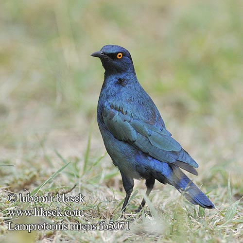 Leskoptev savanová Lamprotornis nitens Cape Glossy-Starling Red-shouldered Rødskuldret Glansstær Loistokottaraiset Choucador épaulettes rouges Roodschouder Glans spreeuw Storno Splendente Capo splendido alirosse Rotschulter Glanzstar Blyszczak lsniac Mirlo metálico Cabo Glansstare glansstaer Kleinglansspreeu アカガタテリムク