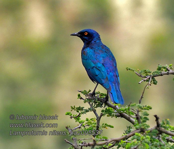 Lamprotornis nitens