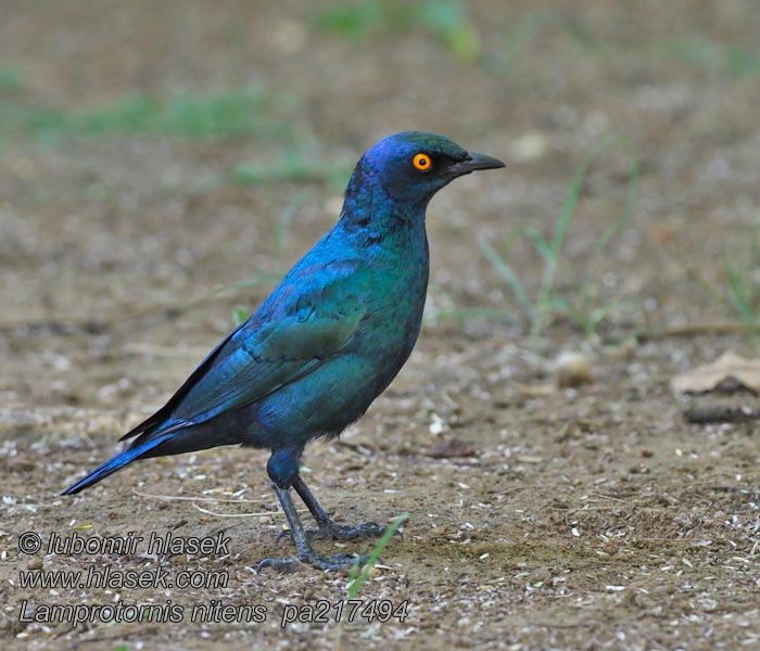 Lamprotornis nitens