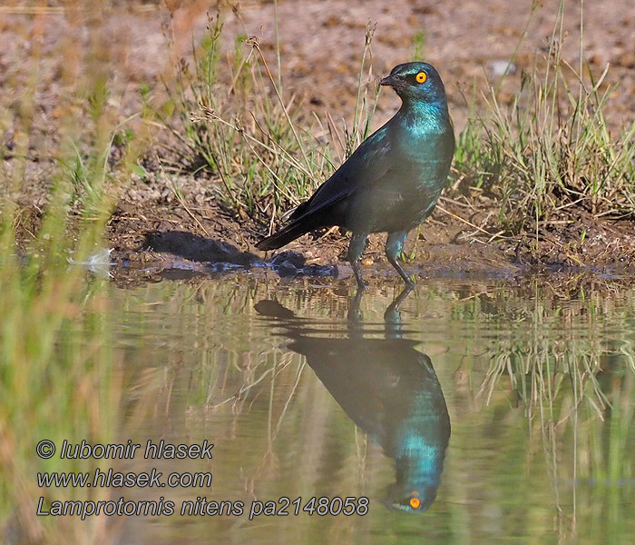 Lamprotornis nitens