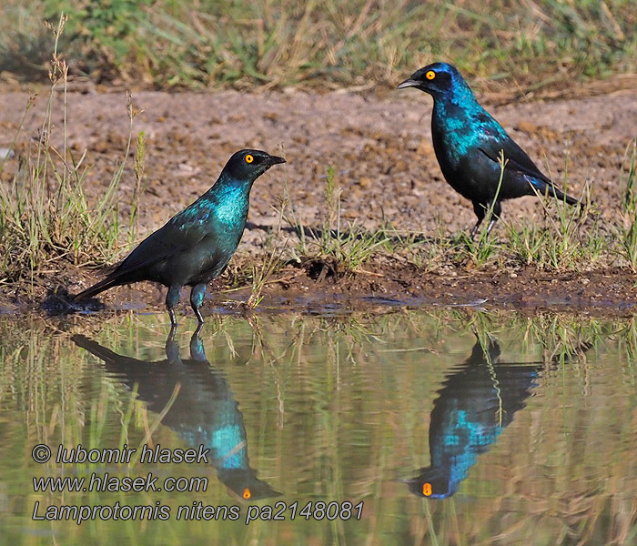 Lamprotornis nitens