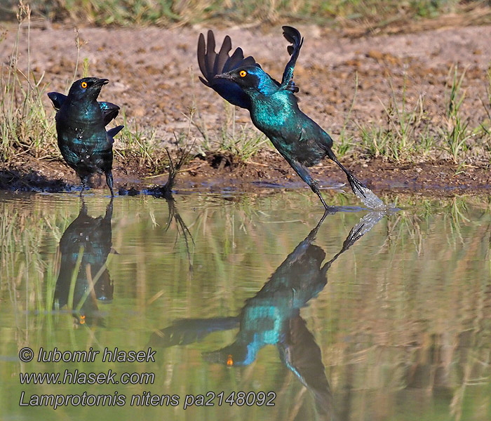 Lamprotornis nitens